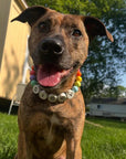 Clove™ BBF Dog Collar + FREE Matching Bracelet