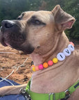 Clove™ BBF Dog Collar + FREE Matching Bracelet