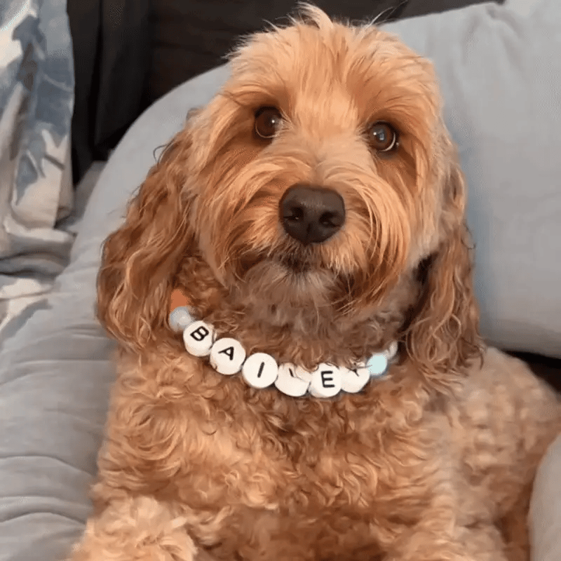 Clove™ BBF Dog Collar + FREE Matching Bracelet