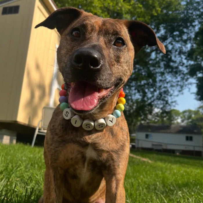 Clove™ BBF Dog Collar + FREE Matching Bracelet